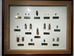 -上海昆虫博物馆