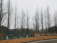 -三垟湿地