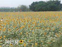 -光明小镇欢乐田园