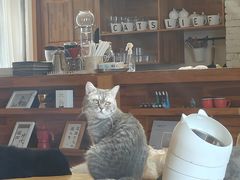 -猫咖时代(中山亭店)