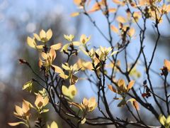 -茵特拉根酒店·西餐厅