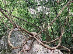-杭州西湖风景名胜区-三生石