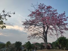 -风云岭森林公园