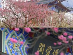 -梅花山(明孝陵内)