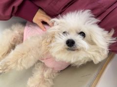 -瑞派康怡24h宠物医院·犬猫医疗中心·微创绝育(瑞景分院)