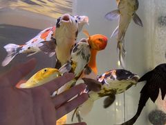 -秤砣砣·湖南粉面馆(青年路店)