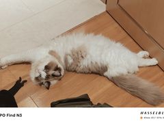 -瑞鹏宠物医院微创手术中心(西乡分院)
