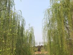 -西安青龙寺遗址景区
