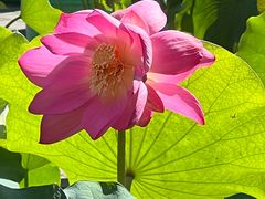 -莲花池公园