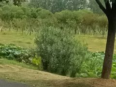 -艾溪湖湿地公园