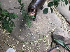 -清迈夜间动物园