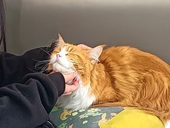 -喵园·猫主题咖啡厅·撸猫·猫咖(国贸店)