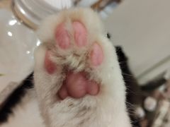 -楼上猫咖(罗湖店)
