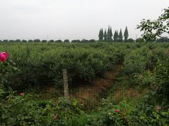 -金谷域澳洲庄园