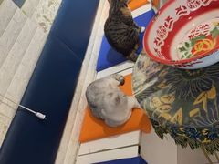 -平行世界·猫咖(首经贸店)
