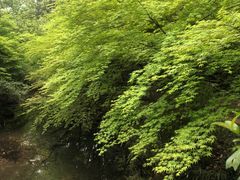 -龙井壹号·茶缘山景宴(龙井村店)