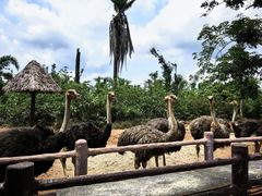 -海南热带野生动植物园