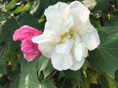 -白塘生态植物园