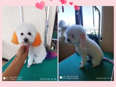 -优缇多格专业宠物美容师培训学校