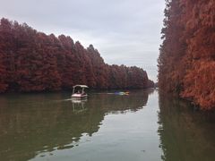 -上海海湾国家森林公园