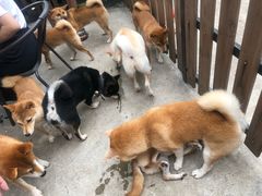 -柴犬高等学院·狗咖·柴犬售卖·宠物训练