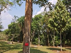 -中国科学院西双版纳热带植物园