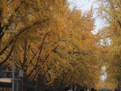 -三里屯东五街银杏大道