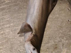 -外沙疍家棚酒楼