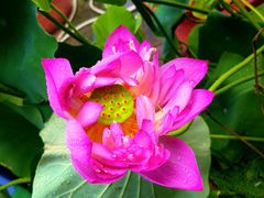 -国家植物园南园