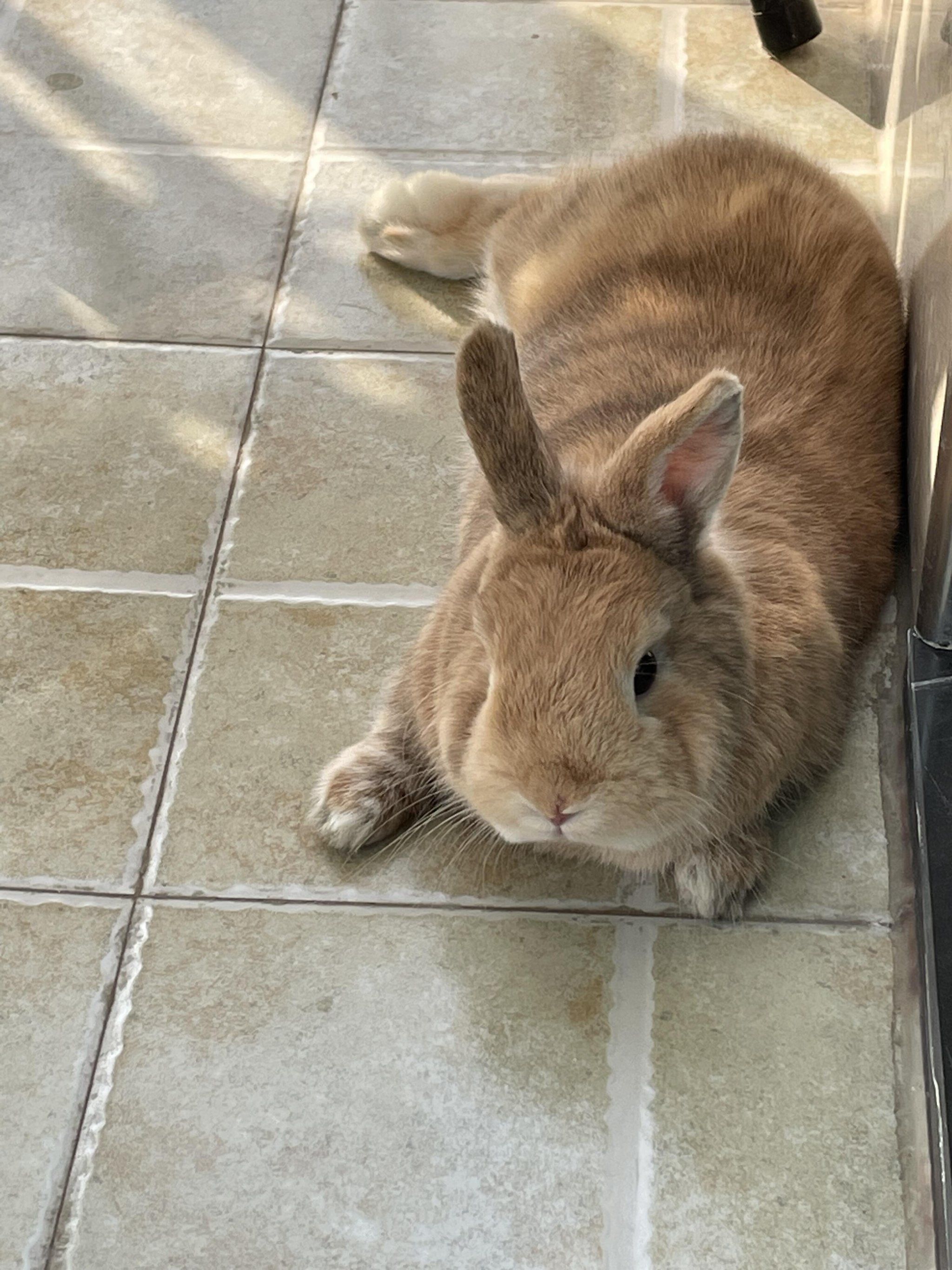 小兔子真的是最适合社畜养的宠物了