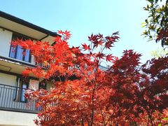 -田园东方蜜桃村的田野营地