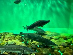 -太平洋海底世界