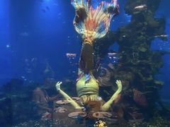 -海棠湾洲际-涛·海底餐厅·龙虾·牛排·美人鱼