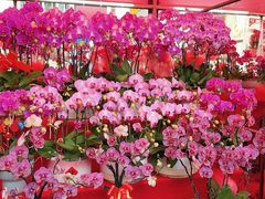 -越秀西湖花市(广州城市广场花卉店)