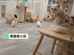 -楼上猫咖(罗湖店)