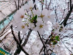 -西北湖绿化广场