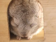 -喵园·猫主题咖啡厅·撸猫·猫咖(国贸店)