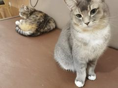 -MOCHA明星猫咖(田子坊店)