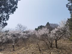 景点-北京西山国家森林公园