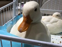 -怪兽屋·羊驼·猫咖·狗咖(俊华广场店)