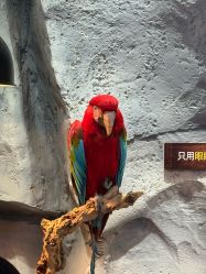 -Zoolung Zoolung动物主题公园(海信广场店)