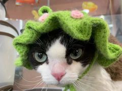 -车接车送·寄养洗护·德文猫舍(大宁店)