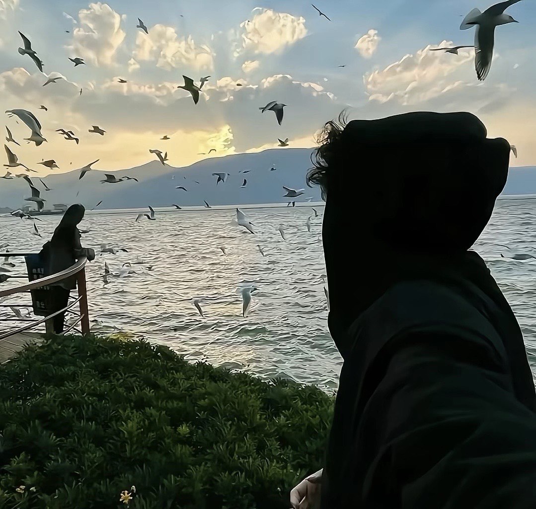 大海和海鸥图片 头像图片