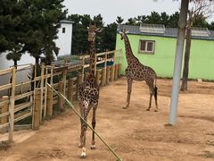 -西霞口神雕山野生动物世界