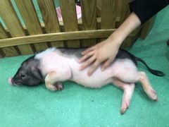 -藦茜花园宠物主题亲子互动体验馆(国顺东路店)