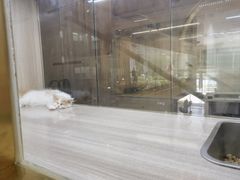 -飞行喵MR PILOT|猫舍·猫咖(静安大融城店)