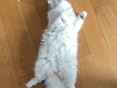 -喜多萌中农锦绣动物医院24H·猫科·牙科MRI·CT