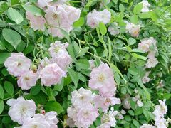 -白鹭湾湿地公园