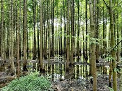 -桤木河湿地公园