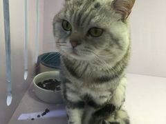 -喵的天空名猫咖啡馆·撸猫·猫舍·用品